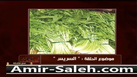 فوائد الشيكوريا أو السريس أو الهندباء البرية  | خمسة لصحتك